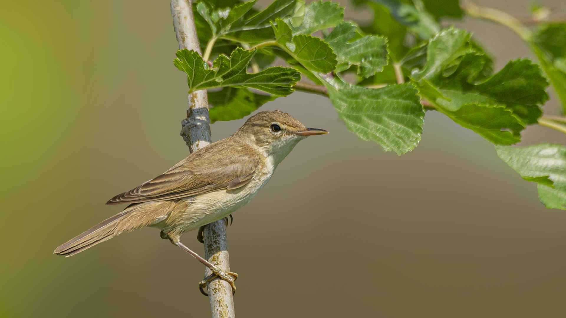 Eastern Olivaceous Warbler